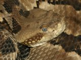 Timber Rattlesnake Jigsaw…